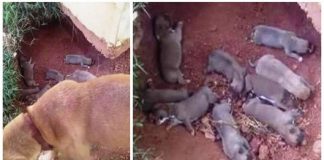 Cachorra escondeu seus 9 filhotinhos em uma vala para protegê-los de seu dono cruel