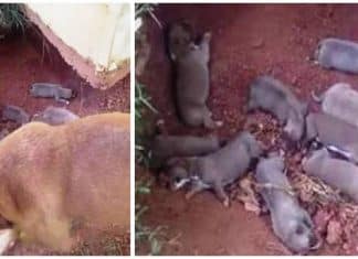 Cachorra escondeu seus 9 filhotinhos em uma vala para protegê-los de seu dono cruel