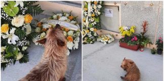 Cachorro caminha 7 km todos os dias para visitar o túmulo de seu melhor amigo