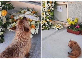 Cachorro caminha 7 km todos os dias para visitar o túmulo de seu melhor amigo