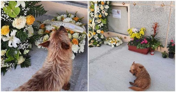 Cachorro caminha 7 km todos os dias para visitar o túmulo de seu melhor amigo