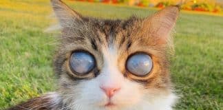 Gatinho cego encanta a web com seus magnéticos olhos de ‘lua cósmica’ Gatinho cego encanta a web com seus magnéticos olhos de ‘lua cósmica’