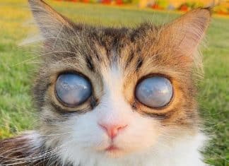 Gatinho cego encanta a web com seus magnéticos olhos de ‘lua cósmica’
