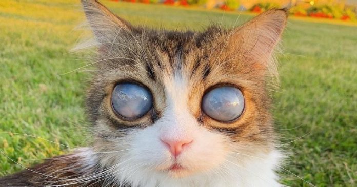 Gatinho cego encanta a web com seus magnéticos olhos de ‘lua cósmica’