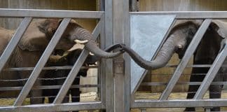 Elefante tem emocionante reencontro com filha e netas após 12 anos Elefante tem emocionante reencontro com filha e netas após 12 anos