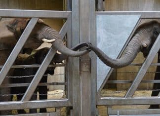 Elefante tem emocionante reencontro com filha e netas após 12 anos