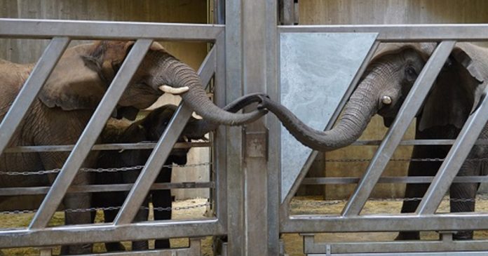 Elefante tem emocionante reencontro com filha e netas após 12 anos