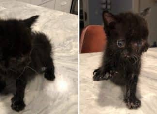 Gatinha com duas faces encontra lar amoroso que a aceita do jeitinho que ela é