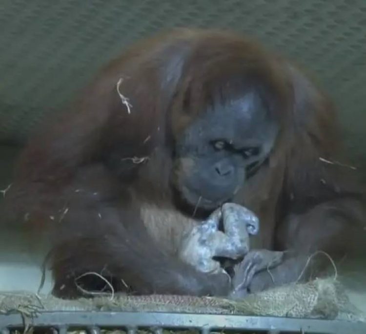 contioutra.com - Bebê orangotango nasce em santuário depois da mãe perder um filhote e cuidadores se emocionam; assista