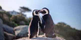 Pinguns gays adotam ovo e se tornam pais de um lindo filhote em zoológico dos EUA