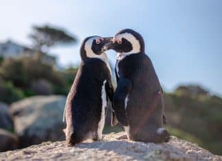Pinguns gays adotam ovo e se tornam pais de um lindo filhote em zoológico dos EUA