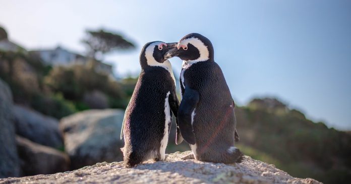 Pinguns gays adotam ovo e se tornam pais de um lindo filhote em zoológico dos EUA