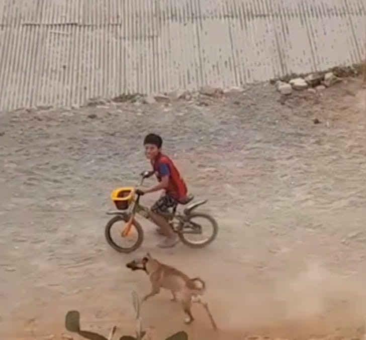 contioutra.com - Cachorrinho enfrentou uma matilha de cães para defender seu dono. Ninguém conseguia chegar perto do menino