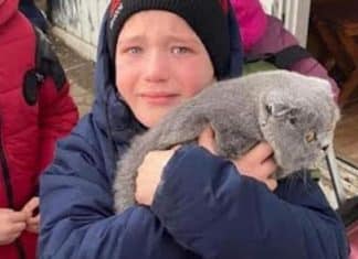 Menino ucraniano se emociona ao encontrar o gato que perdeu na fronteira com a Polônia