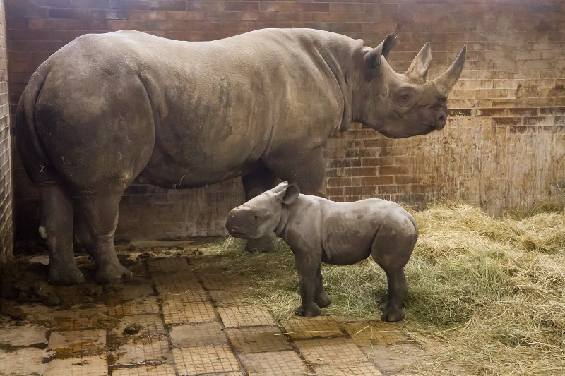 contioutra.com - Bebê rinoceronte de espécie ameaçada de extinção nasce em zoológico e recebe o nome de Kiev