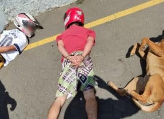 Cãozinho caramelo ‘se rende’ junto com suspeitos durante abordagem policial