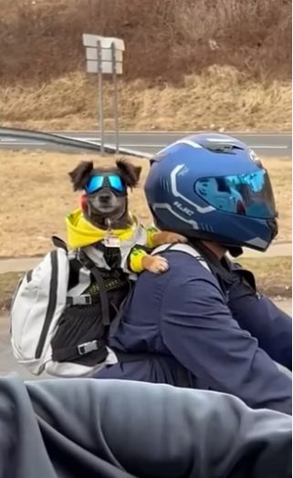 contioutra.com - Vídeo de cãozinho na garupa da moto com óculos de proteção conquista a internet. Assista!
