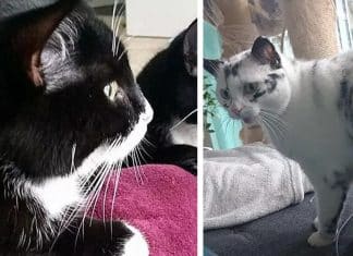 Gatinha surpreende sua dona ao mudar drasticamente de cor e fica famosa na web