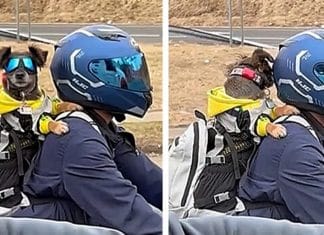 Vídeo de cãozinho na garupa da moto com óculos de proteção conquista a internet. Assista!