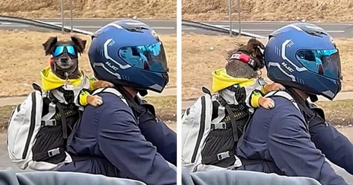 Vídeo de cãozinho na garupa da moto com óculos de proteção conquista a internet. Assista!
