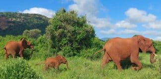 Elefanta leva a família para visitar as pessoas que a resgataram há 23 anos