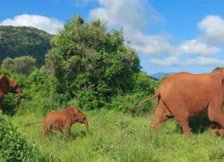 Elefanta leva a família para visitar as pessoas que a resgataram há 23 anos
