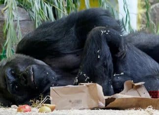 Animais de zoológico de Kiev estão encurralados em zona de guerra