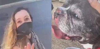 Brasileira que mobilizou Itamaraty para tirar cão da Ucrânia desembarca no Brasil