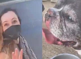 Brasileira que mobilizou Itamaraty para tirar cão da Ucrânia desembarca no Brasil