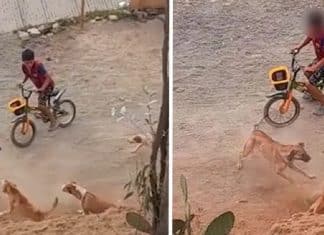 Cachorrinho enfrentou uma matilha de cães para defender seu dono. Ninguém conseguia chegar perto do menino