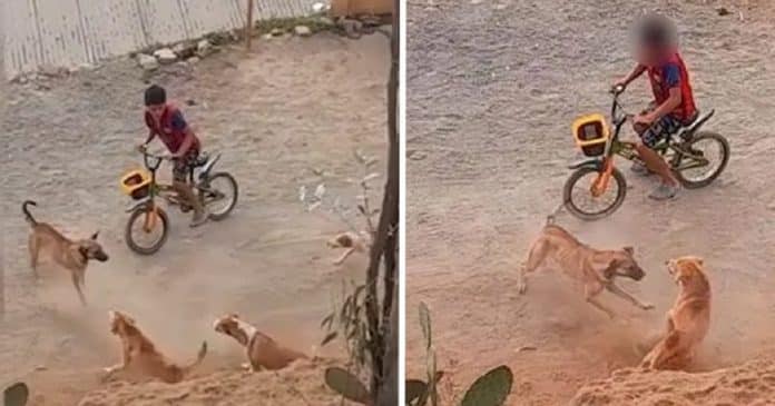 Cachorrinho enfrentou uma matilha de cães para defender seu dono. Ninguém conseguia chegar perto do menino