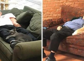 Vovô vai todos os dias a um abrigo para tirar um cochilo com os gatinhos