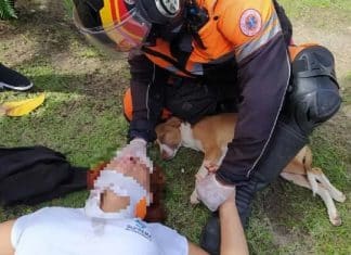 Mulher cai de moto para desviar de cãozinho e ele fica ao lado dela durante resgate