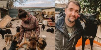 Casal de veterinários oferece abrigo a cães deixados para trás na Ucrânia