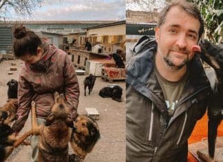 Casal de veterinários oferece abrigo a cães deixados para trás na Ucrânia