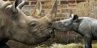 Bebê rinoceronte de espécie ameaçada de extinção nasce em zoológico e recebe o nome de Kiev