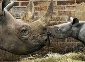 Bebê rinoceronte de espécie ameaçada de extinção nasce em zoológico e recebe o nome de Kiev