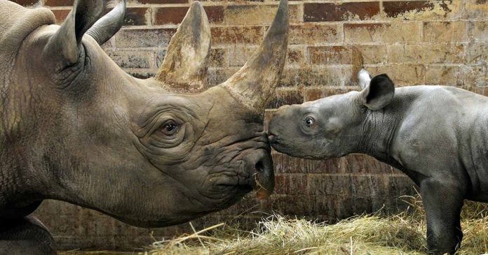 Bebê rinoceronte de espécie ameaçada de extinção nasce em zoológico e recebe o nome de Kiev