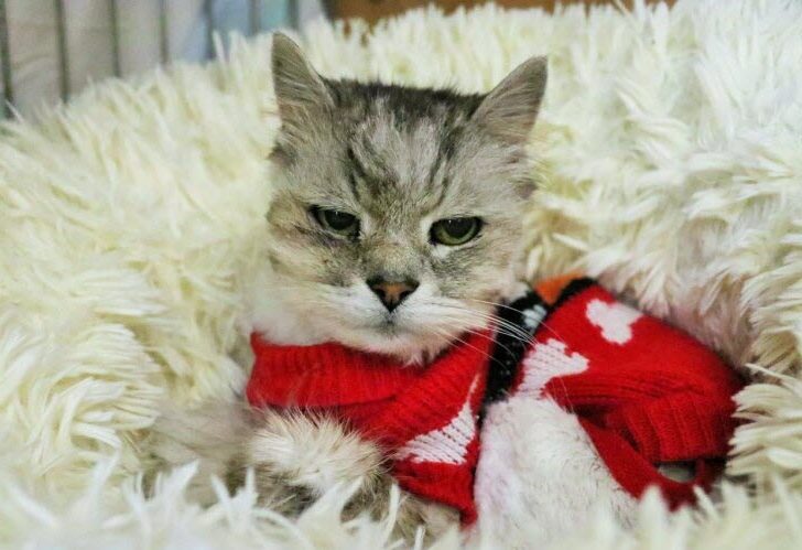 contioutra.com - Enfermeira adota gatinho idoso que perdeu os tutores e a casa na guerra na Ucrânia