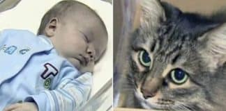 Gatinha de rua aquece bebê abandonado até a chegada do resgate