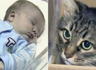 Gatinha de rua aquece bebê abandonado até a chegada do resgate