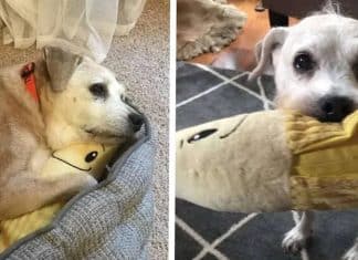 Cachorrinha de 20 anos não desapega de brinquedo em formato de banana