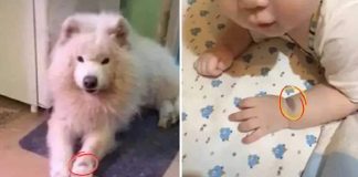 Bebê nasce com a mesma marca de nascença de cachorro falecido da família