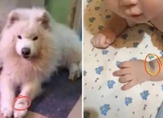 Bebê nasce com a mesma marca de nascença de cachorro falecido da família