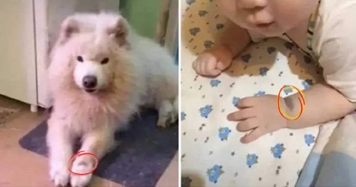Bebê nasce com a mesma marca de nascença de cachorro falecido da família