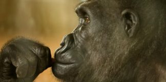 Gorila adolescente está viciado em celulares de visitantes de zoológico