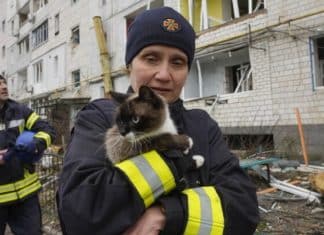 Gatinho é devolvido ao tutor após passar 20 dias perdido em meio a bombardeios em Mariupol