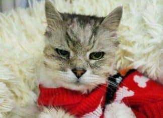 Enfermeira adota gatinho idoso que perdeu os tutores e a casa na guerra na Ucrânia