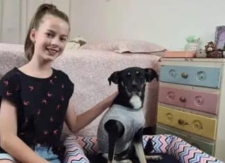 Família de garota que cedeu agasalho para cachorra ferida na chuva resolve adotar o animal