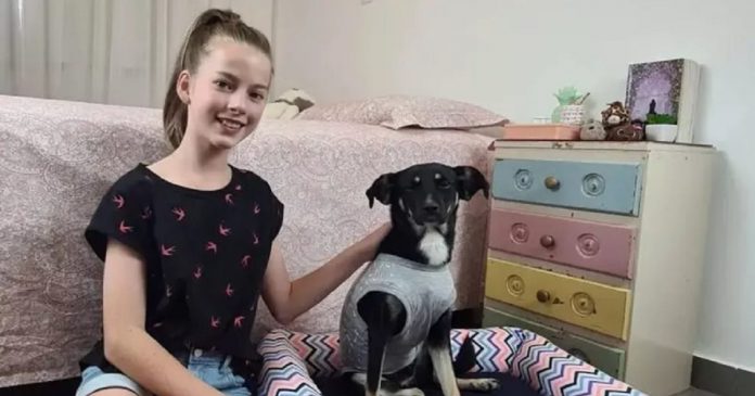 Família de garota que cedeu agasalho para cachorra ferida na chuva resolve adotar o animal